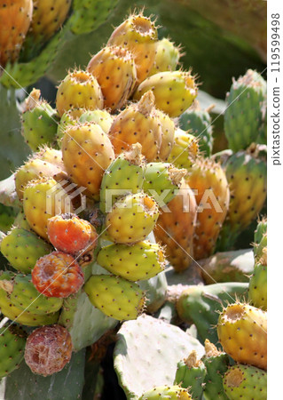 close up at many prickly pear fruits close up at many prickly pear fruits 119599498