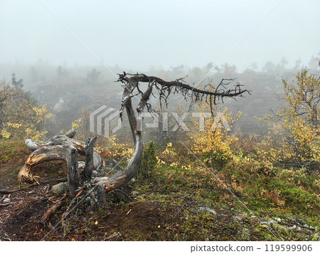 Misty autumn view of Volosyanaya Mountain showcasing twisted trees in Kandalaksha, Kola Peninsula during fall Misty autumn view of Volosyanaya Mountain showcasing twisted trees in Kandalaksha, Kola Peninsula during fall 119599906