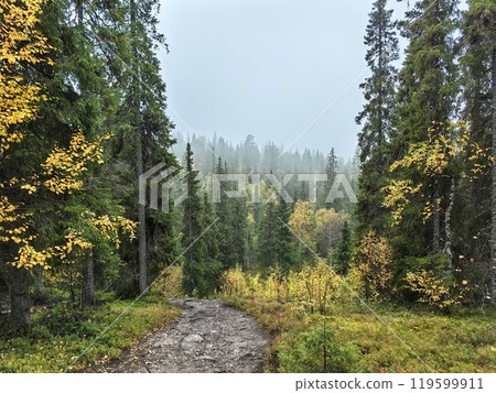 Misty forest trail with autumn foliage in a serene wilderness setting during cloudy weather Misty forest trail with autumn foliage in a serene wilderness setting during cloudy weather 119599911