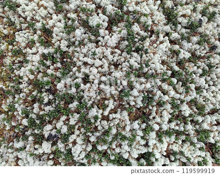 Close-up view of lush green moss with delicate white lichen in a forest setting. Natural background. 119599919