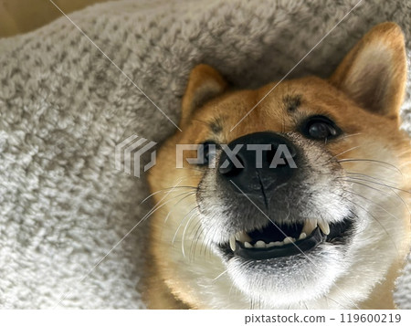 Cute red Shiba inu dog  119600219