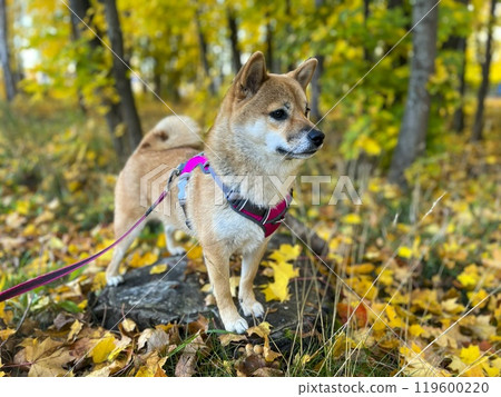 Cute red Shiba inu dog  119600220