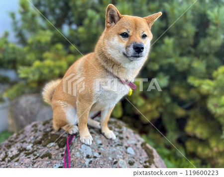 Beautiful red white japanese shiba inu dog sitting on a stone tile on background of green bushes and 119600223