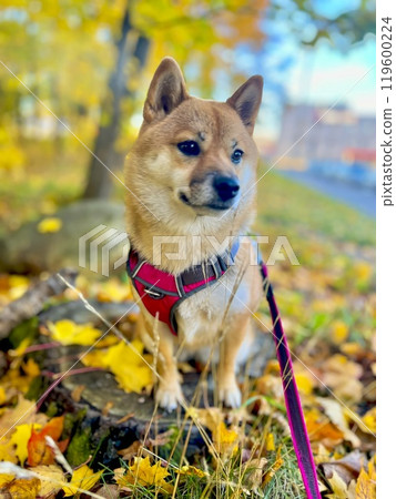 Cute red Shiba inu dog Cute red Shiba inu dog 119600224