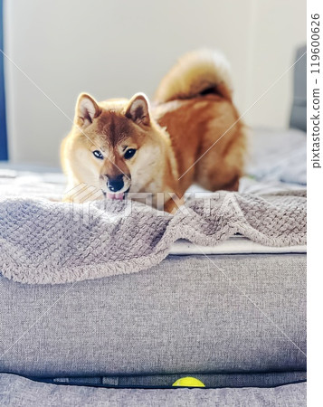 Cute red Shiba inu dog is sleeping on the bed in the bedroom 119600626