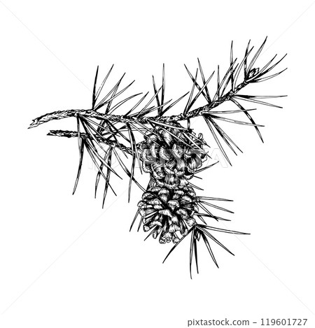 Detailed hand drawn vector illustration of pine branches and cones. Realistic ink sketch style design, perfect for nature, eco-themed projects, Christmas decorations and botanical illustrations. Detailed hand drawn vector illustration of pine branches and cones. Realistic ink sketch style design, perfect for nature, eco-themed projects, Christmas decorations and botanical illustrations. 119601727