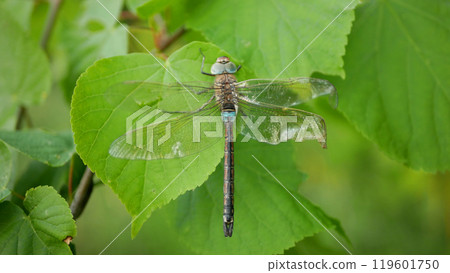 Vagrant darter Sympetrum vulgatum broken wings close-up European dragonfly wetlands insects predatory flying dragonflies female river water landscape species Odonata in central Europe Vagrant darter Sympetrum vulgatum broken wings close-up European dragonfly wetlands insects predatory flying dragonflies female river water landscape species Odonata in central Europe 119601750