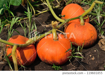Ripe orange pumpkin growing in the garden 119601855