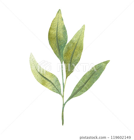 Watercolor illustration of green leaves with detailed veins. Perfect for nature themed design, botanical illustrations, and eco friendly projects. Suitable for backgrounds, patterns, or seasonal decor Watercolor illustration of green leaves with detailed veins. Perfect for nature themed design, botanical illustrations, and eco friendly projects. Suitable for backgrounds, patterns, or seasonal decor 119602149
