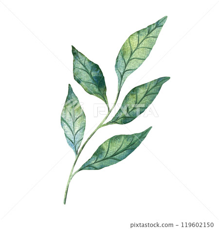 Watercolor illustration of green leaves with detailed veins. Perfect for nature themed design, botanical illustrations, and eco friendly projects. Suitable for backgrounds, patterns, or seasonal decor Watercolor illustration of green leaves with detailed veins. Perfect for nature themed design, botanical illustrations, and eco friendly projects. Suitable for backgrounds, patterns, or seasonal decor 119602150