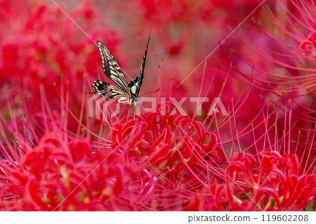 [Autumn] Red spider lilies and swallowtail butterflies [Hoshitani, Katsuura-cho, Katsuura-gun, Tokushima Prefecture] 119602208