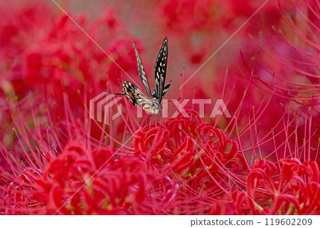[Autumn] Red spider lilies and swallowtail butterflies [Hoshitani, Katsuura-cho, Katsuura-gun, Tokushima Prefecture] 119602209