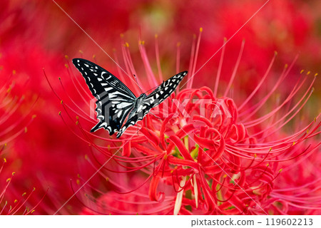 [Autumn] Red spider lilies and swallowtail butterflies [Hoshitani, Katsuura-cho, Katsuura-gun, Tokushima Prefecture] 119602213