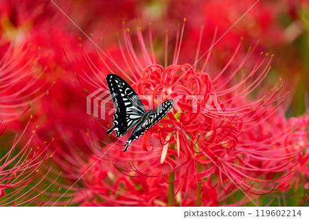 [Autumn] Red spider lilies and swallowtail butterflies [Hoshitani, Katsuura-cho, Katsuura-gun, Tokushima Prefecture] 119602214
