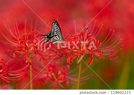 [Autumn] Red spider lilies and swallowtail butterflies [Hoshitani, Katsuura-cho, Katsuura-gun, Tokushima Prefecture] 119602215