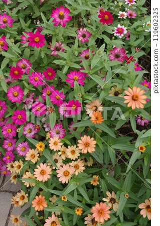 Flower landscape 119602325