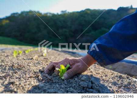Hands planting lettuce seedlings 119602946