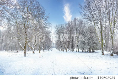 Amazing landscape with snow-covered trees in the city park. Amazing landscape with snow-covered trees in the city park. 119602985
