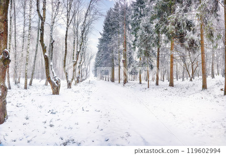 Amazing landscape with snow-covered trees in the city park. 119602994