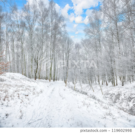 Amazing landscape with snow-covered trees in the city park. Amazing landscape with snow-covered trees in the city park. 119602998