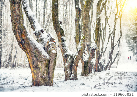 Amazing landscape with snow-covered trees and grass in the city park. 119603021