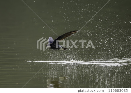 A blue-tailed swift flies at high speed over the water surface A blue-tailed swift flies at high speed over the water surface 119603085
