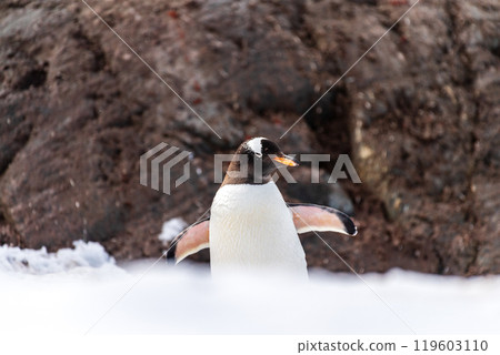 Close-up of a Gentoo Penguin on Trinity Island. Close-up of a Gentoo Penguin on Trinity Island. 119603110
