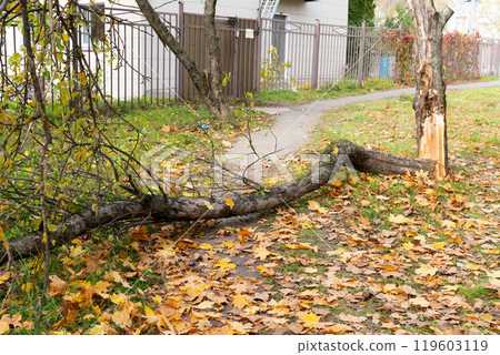pebble nobody forest parkbench park road trunk tree outdoor old en green chair one leaf background 119603119