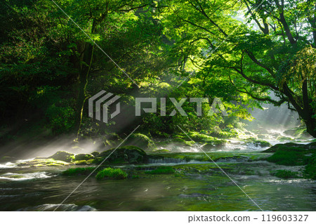 菊地溪谷/廣河原的光芒 119603327