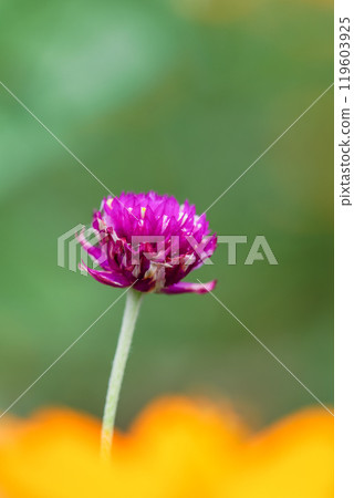 千日港02特寫 千日港02特寫 119603925