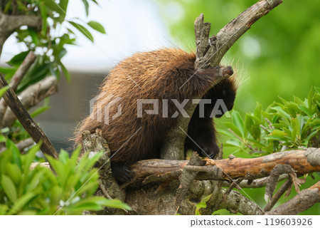 加拿大豪豬在樹上打盹 加拿大豪豬在樹上打盹 119603926