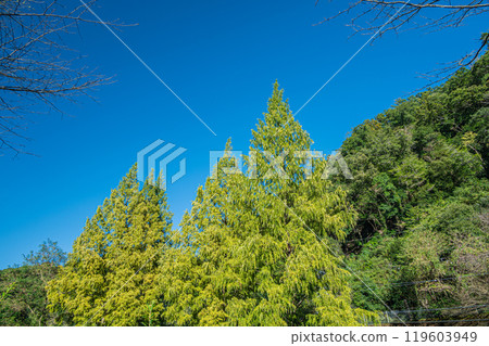 Metasequoia Katano City, Osaka Prefecture Metasequoia Katano City, Osaka Prefecture 119603949