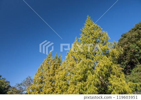 Metasequoia Katano City, Osaka Prefecture Metasequoia Katano City, Osaka Prefecture 119603951