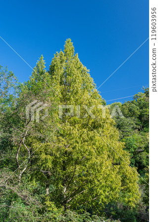 Metasequoia Katano City, Osaka Prefecture 119603956