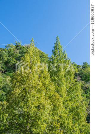 Metasequoia Katano City, Osaka Prefecture 119603957