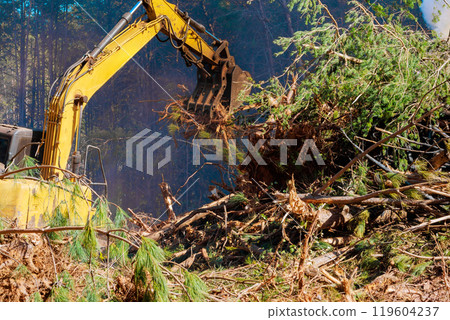 Uprooting trees when preparing land for construction with contractor using excavator Uprooting trees when preparing land for construction with contractor using excavator 119604237