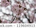 Ezo yamazakura in Hokkaido 119604913