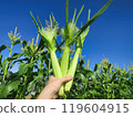 Hand-held young corn 119604915