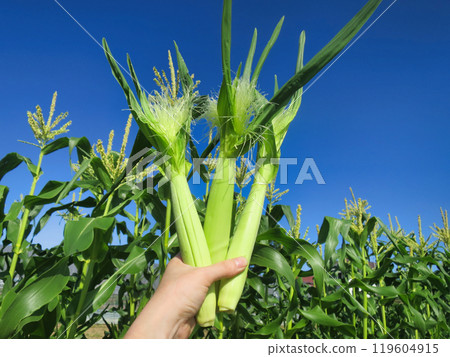 Hand-held young corn Hand-held young corn 119604915