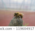 A bee on a fingertip 119604917