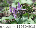 Katakuri flowers 119604918