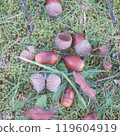 Acorn fell to the ground 119604919
