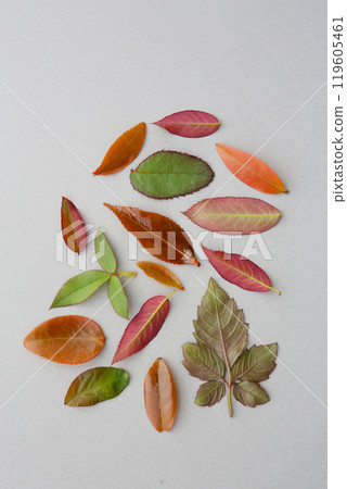 各種葉子，藝術背景 119605461