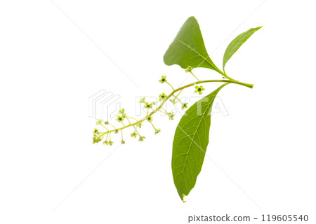山鄉的花果,白色背景 山鄉的花果,白色背景 119605540