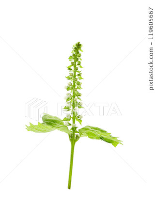 紫蘇葉和花，白色背景 119605667