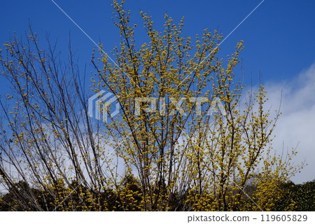 Cornus officinalis, announcing the arrival of spring [Tsukui, Sagamihara City, March] 119605829