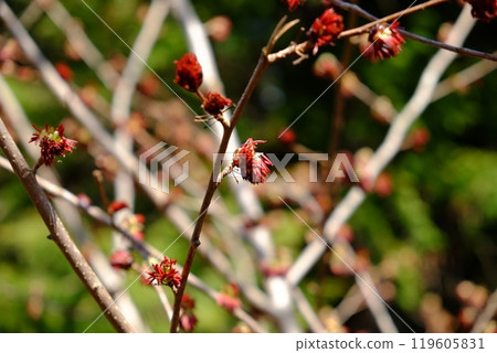 The tufted cherry blossoms herald the arrival of spring [Tsukui, Sagamihara City, March] 119605831