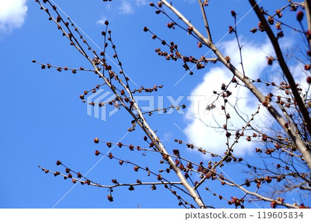 The Fusazakura cherry blossoms herald the arrival of spring [Tsukui, Sagamihara City, March] 119605834