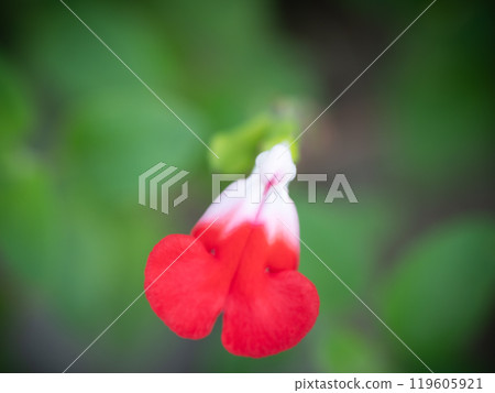 Red flower Red flower 119605921