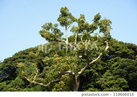 Mukuroji Tree Mukuroji Tree 119606018